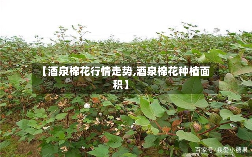 【酒泉棉花行情走势,酒泉棉花种植面积】-第2张图片