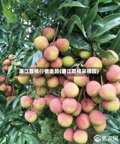 廉江荔枝行情走势(廉江荔枝采摘园)-第2张图片
